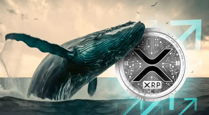 Whales Holding XRP Amass Significant Holdings